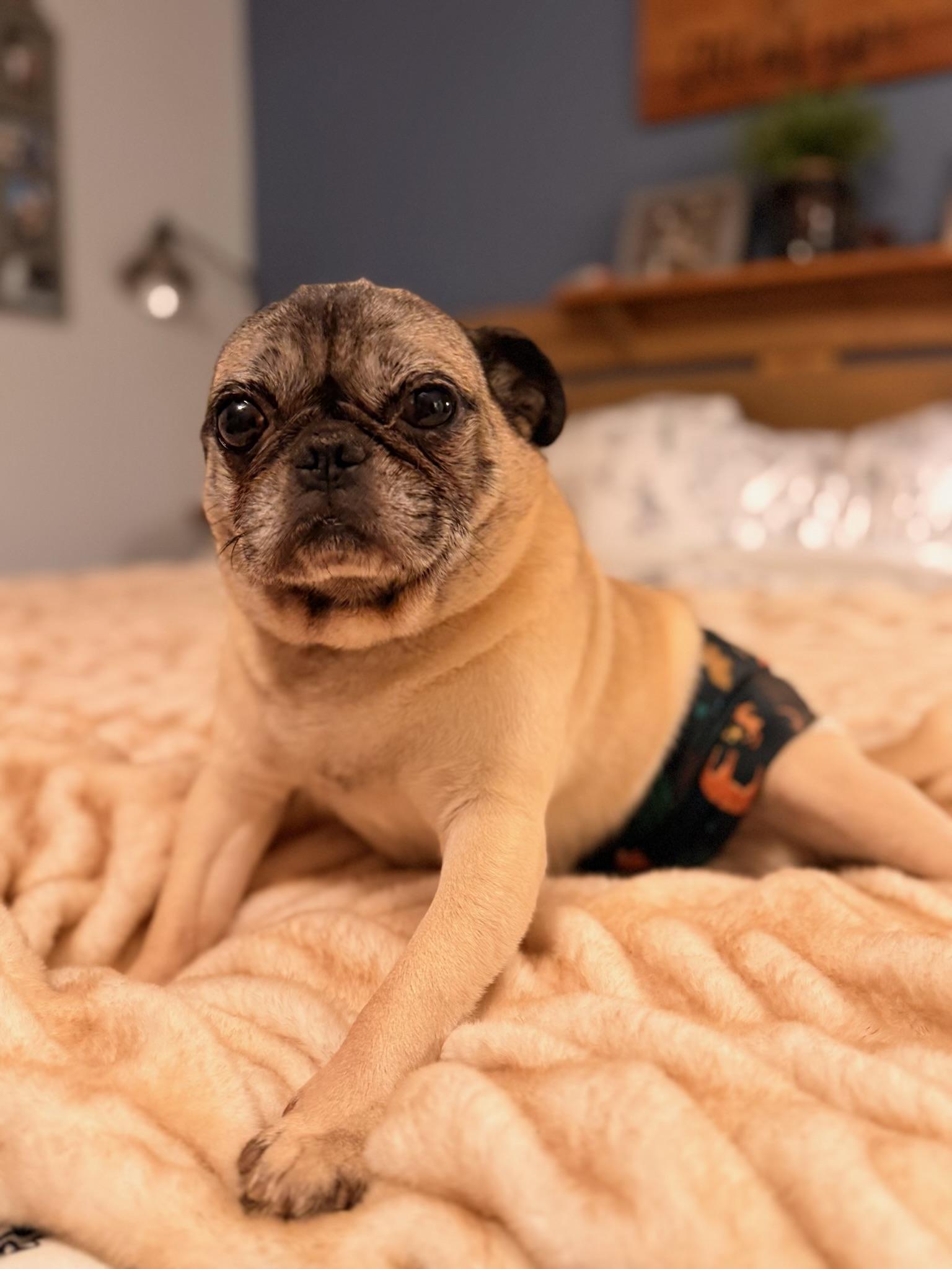 Enlarge Tonka, a ADOPTABLE Pug in North Freedom, WI image 3/3