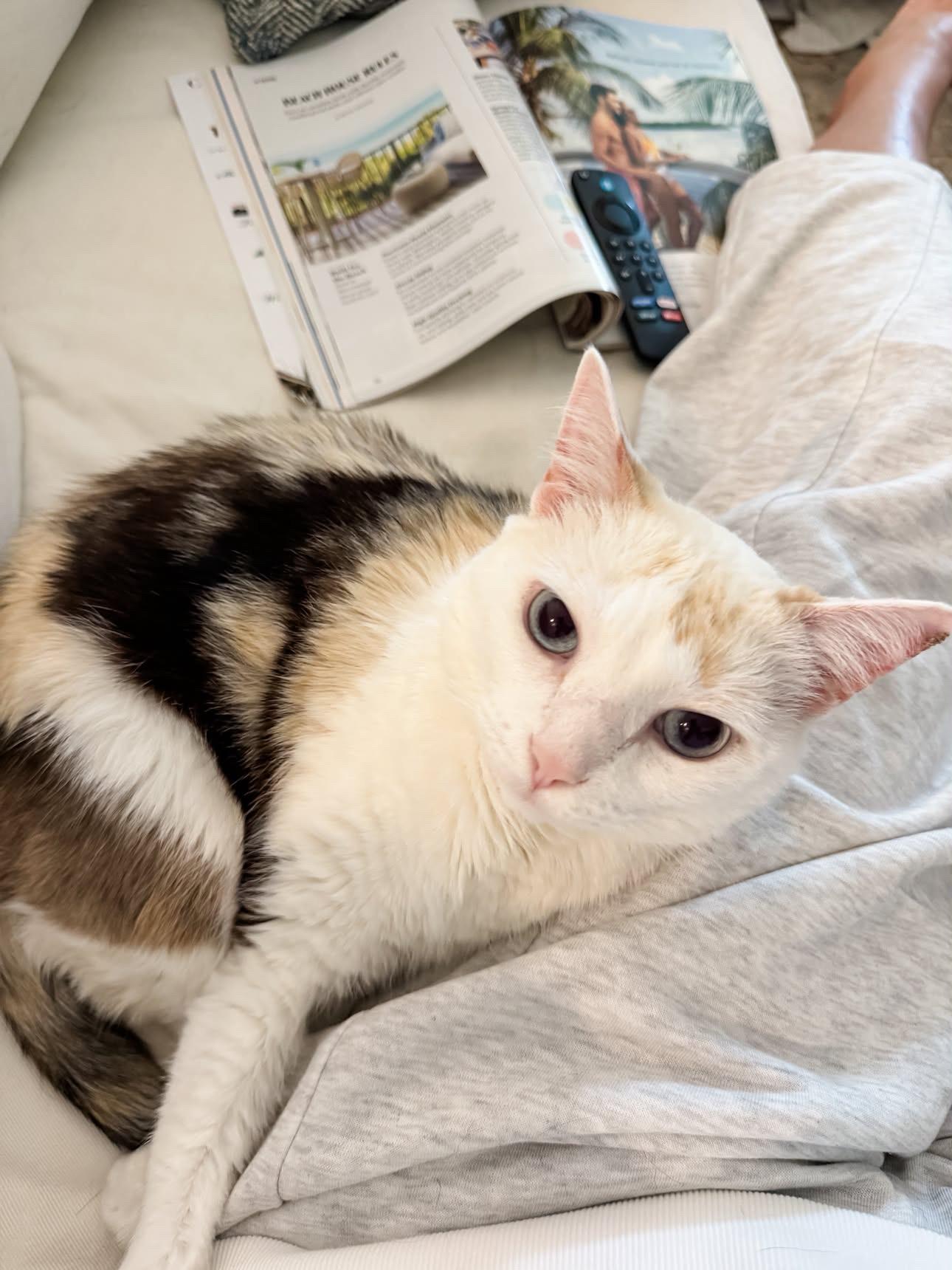 Enlarge Renee, a Adoptable Calico in Charlotte, NC image 5/6