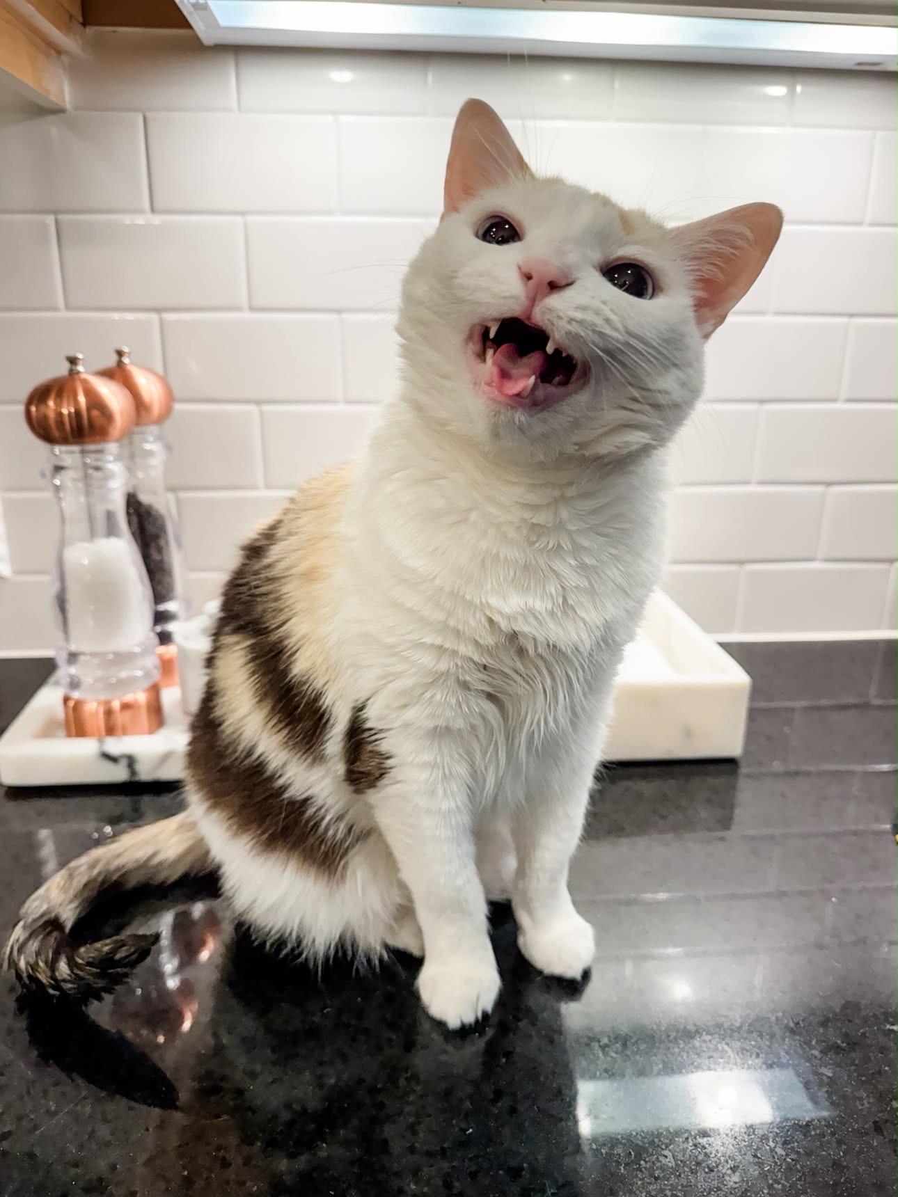 Enlarge Renee, a Adoptable Calico in Charlotte, NC image 6/6