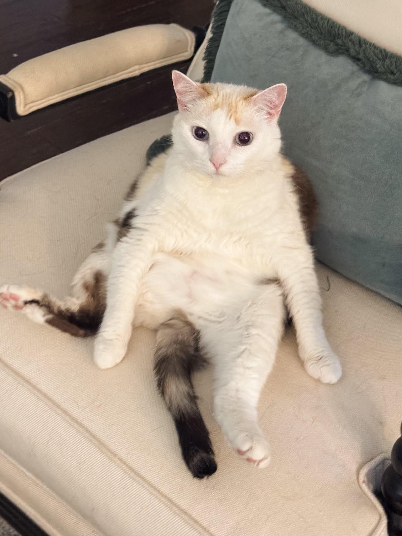 Renee, Adoptable, Senior Female Calico.