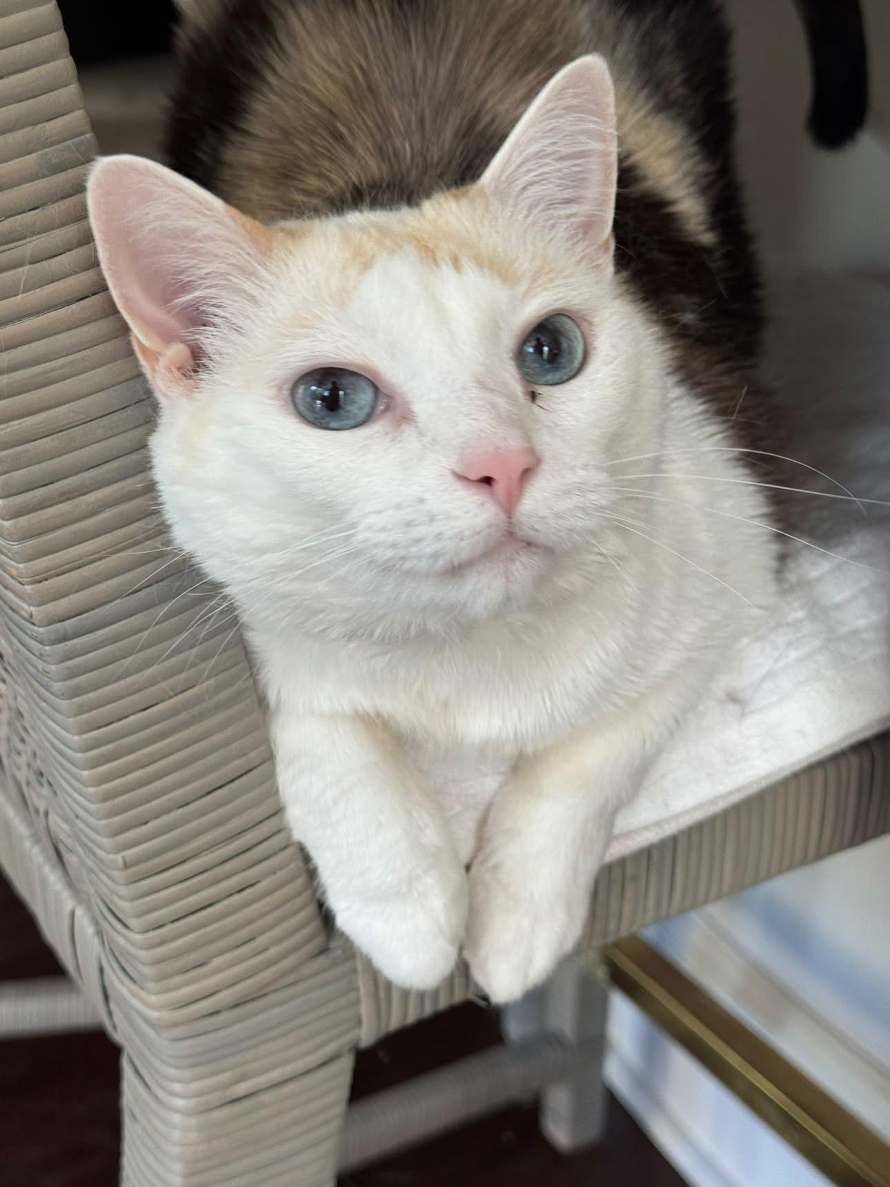 Enlarge Renee, a Adoptable Calico in Charlotte, NC image 2/6