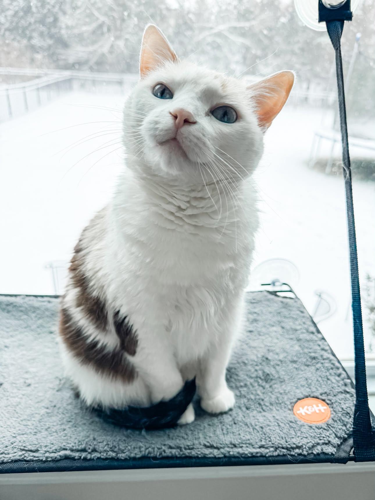 Enlarge Renee, a Adoptable Calico in Charlotte, NC image 3/6