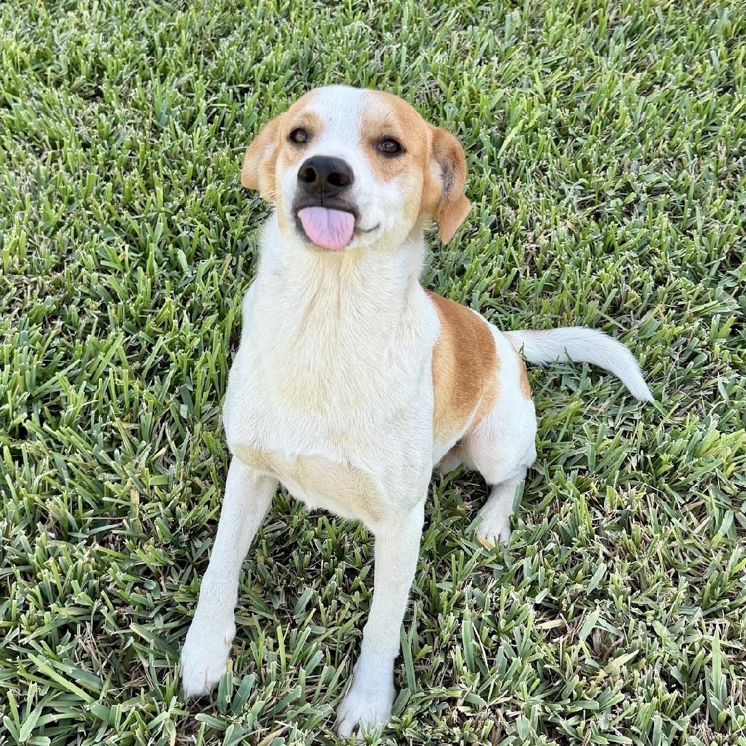 Enlarge Brownie, a Adoptable mixed breed in Nashville, TN image 5/6