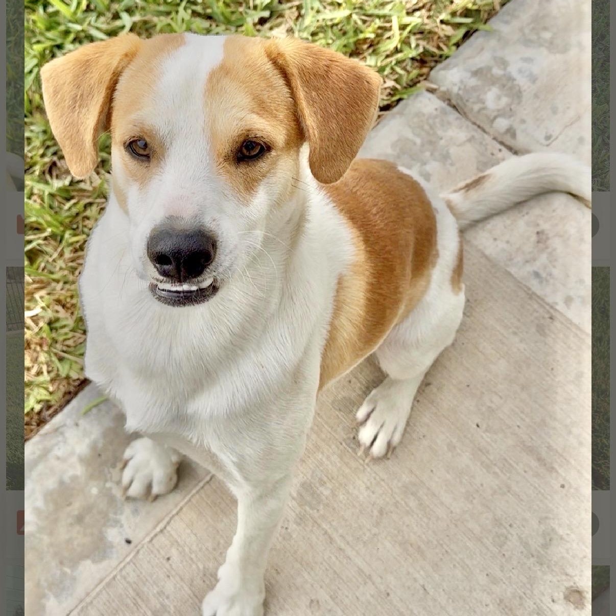Enlarge Brownie, a Adoptable mixed breed in Nashville, TN image 1/6