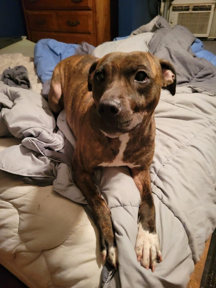 Ripley, Adoptable, Adult Female Pit Bull Terrier & American Staffordshire Terrier.