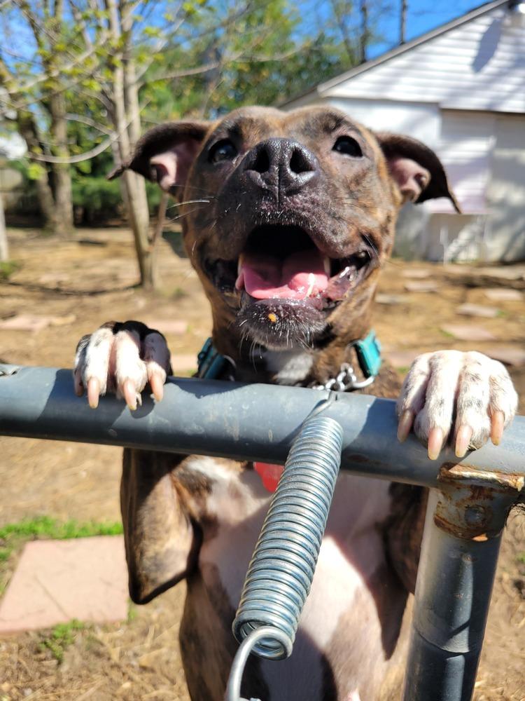 Ripley, a Adoptable mixed breed in Lorain, OH image 2/6