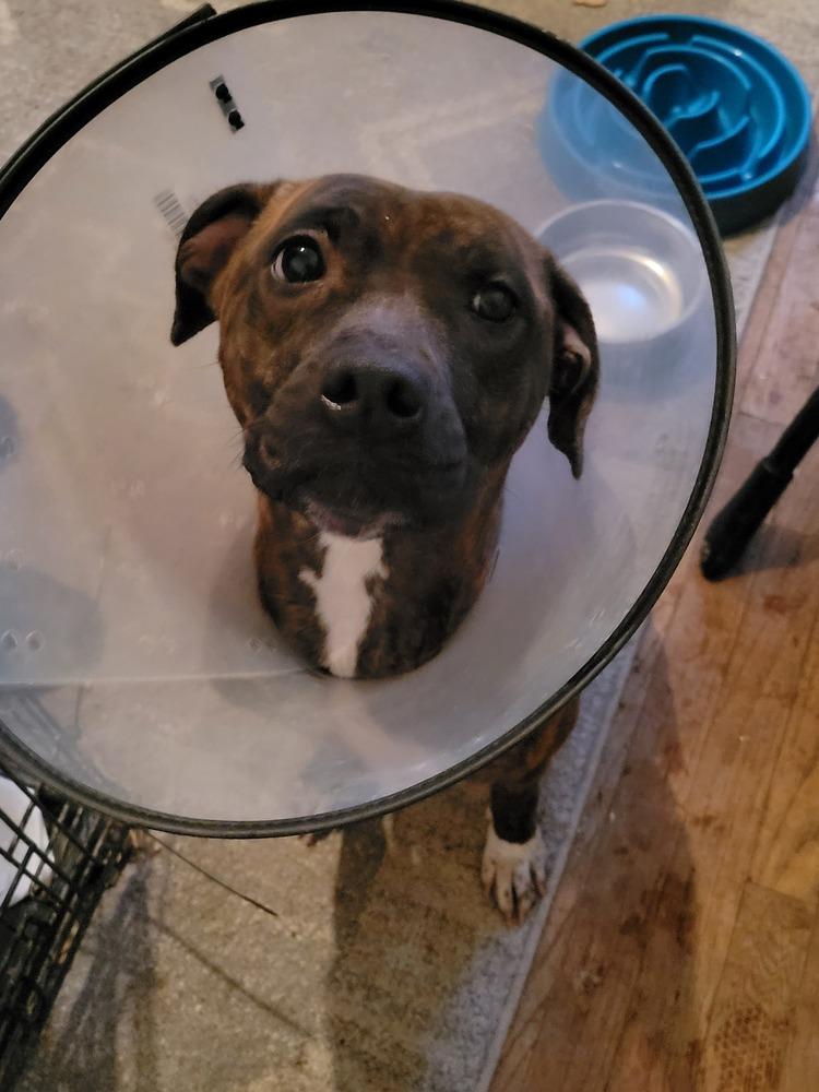 Ripley, a Adoptable mixed breed in Lorain, OH image 3/6