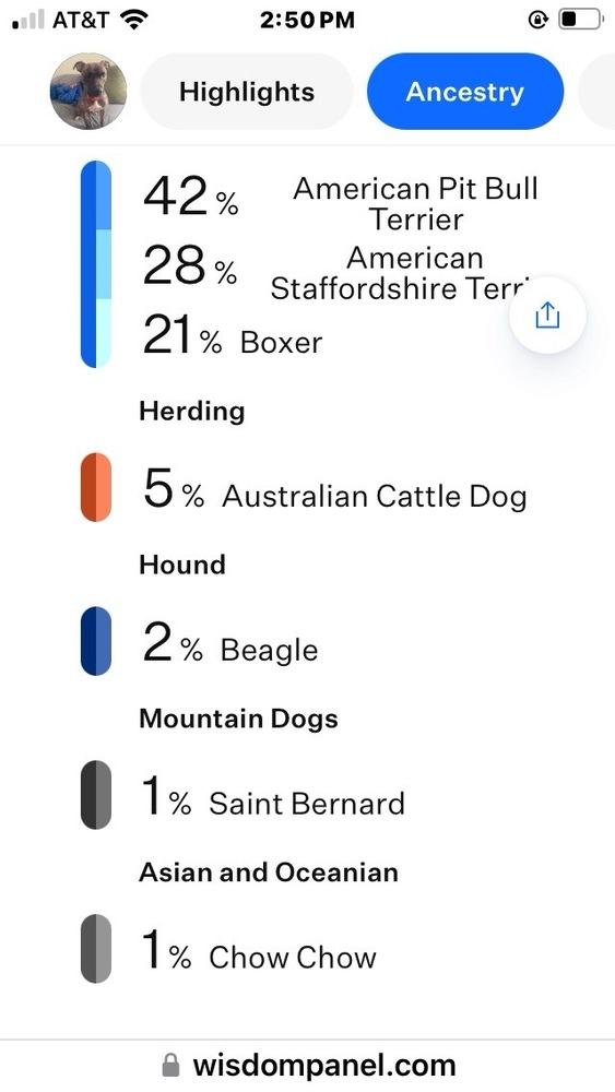 Ripley, a Adoptable mixed breed in Lorain, OH image 4/6