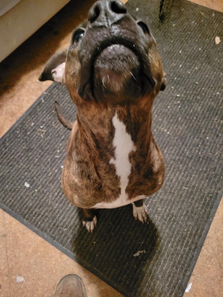 Ripley, a Adoptable mixed breed in Lorain, OH image 5/6