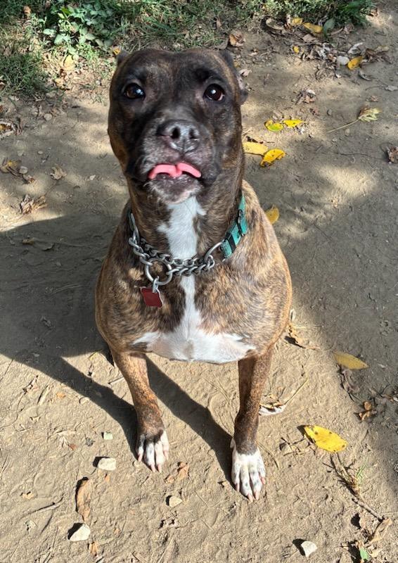 Ripley, a Adoptable mixed breed in Lorain, OH image 6/6