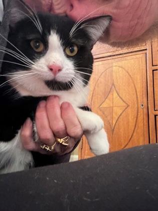 Mikey, Young Male Domestic Short Hair