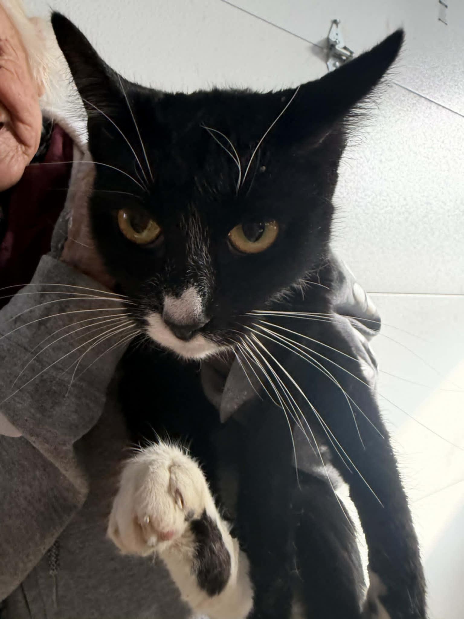 Enlarge Sassy (Kitty), a Adopted Domestic Short Hair in Ashville, OH image 1/1