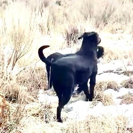 Elliot, a Adoptable mixed breed in San Luis, CO image 3/6