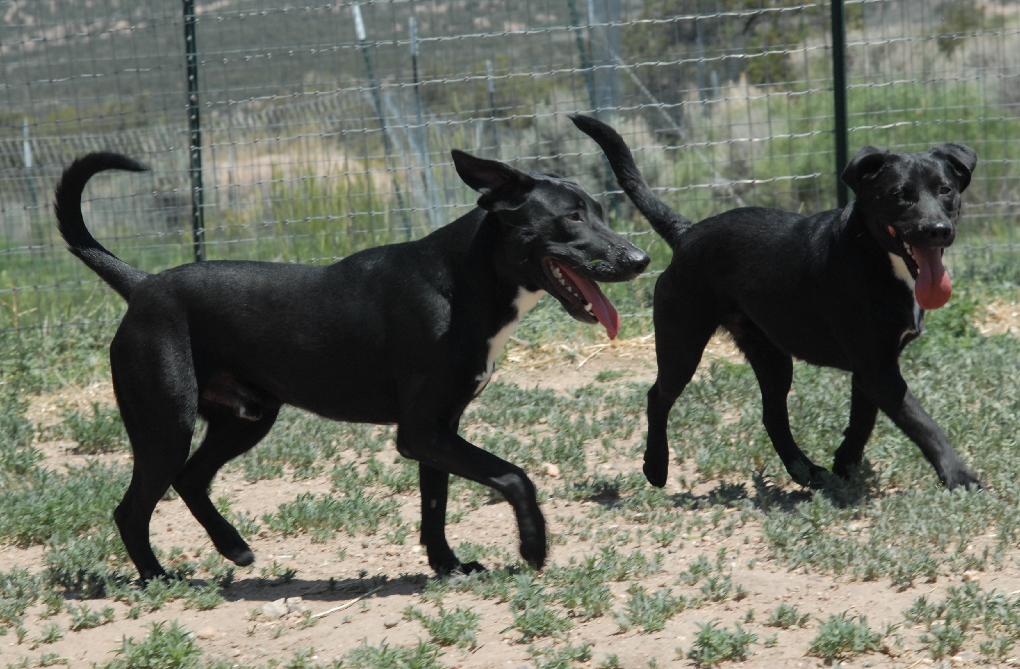 Elliot, a Adoptable mixed breed in San Luis, CO image 4/6