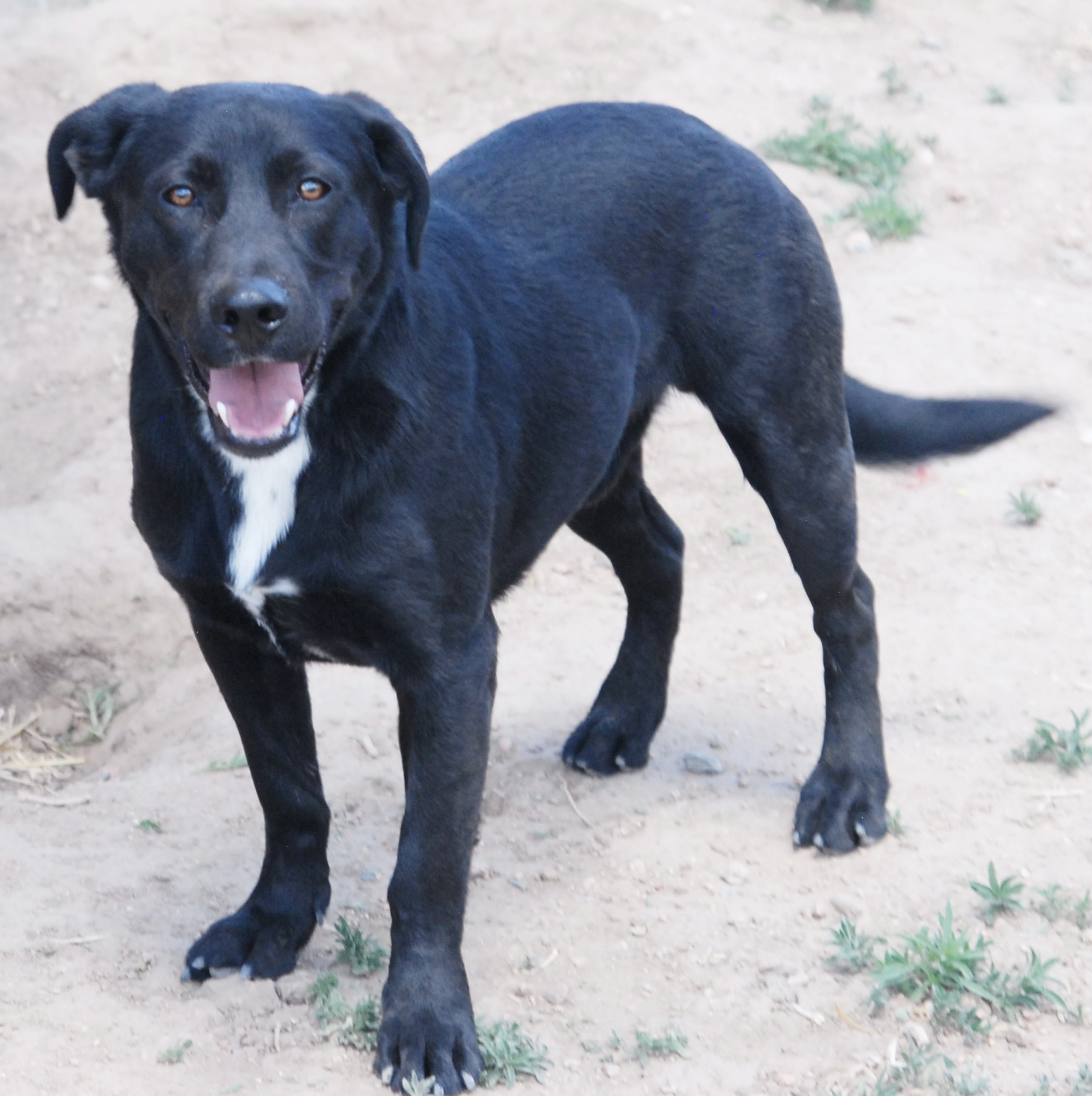 Elliot, a Adoptable mixed breed in San Luis, CO image 5/6