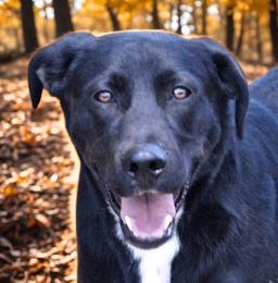 Elliot, Adoptable, Young Male Black Labrador Retriever.