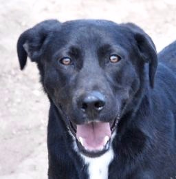 Elliot, a Adoptable mixed breed in San Luis, CO image 2/6
