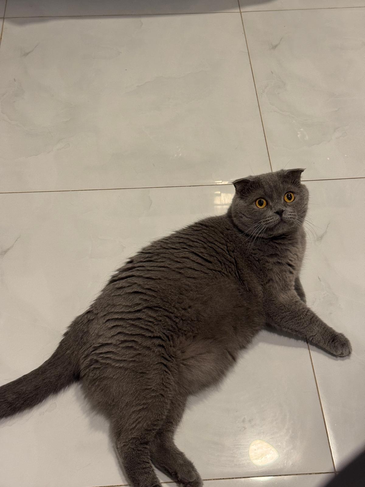 Enlarge YELLOW, a Adoptable Scottish Fold in pickering , ON image 4/4