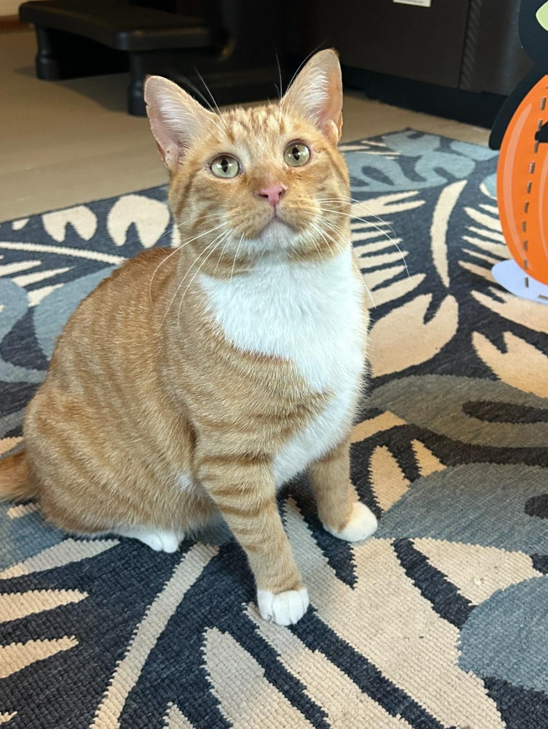 Mac