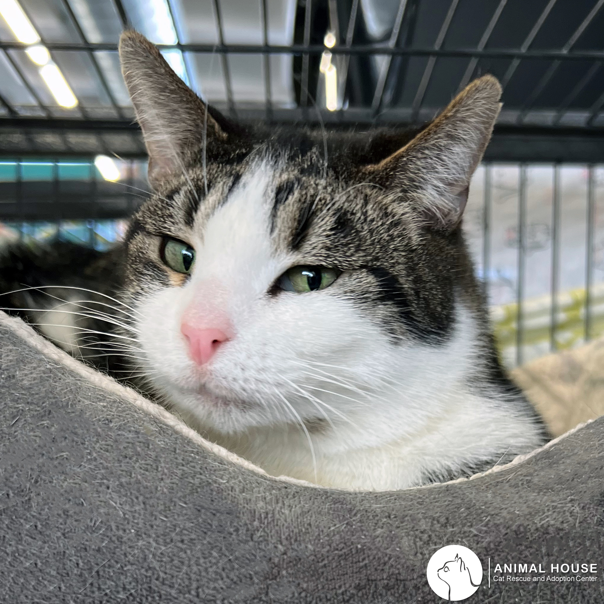 Bambi, an adopted Domestic Short Hair in St. Louis, MO_image-1