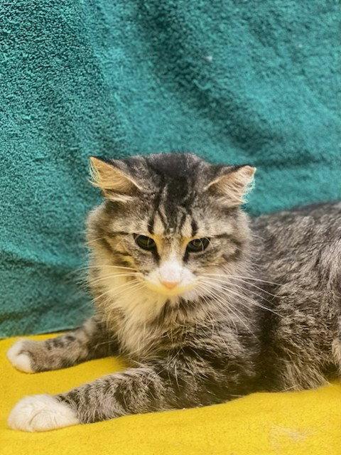 Ivey, Adoptable, Young Female Domestic Medium Hair & Maine Coon.