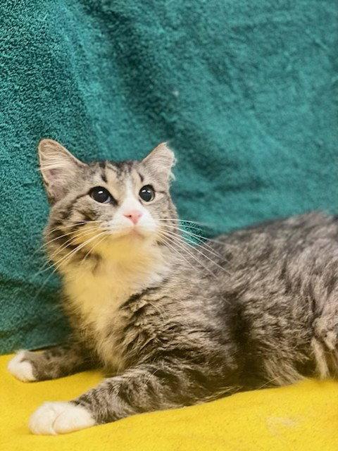 Ivey, a Adoptable mixed breed in Fayetteville, GA image 2/2
