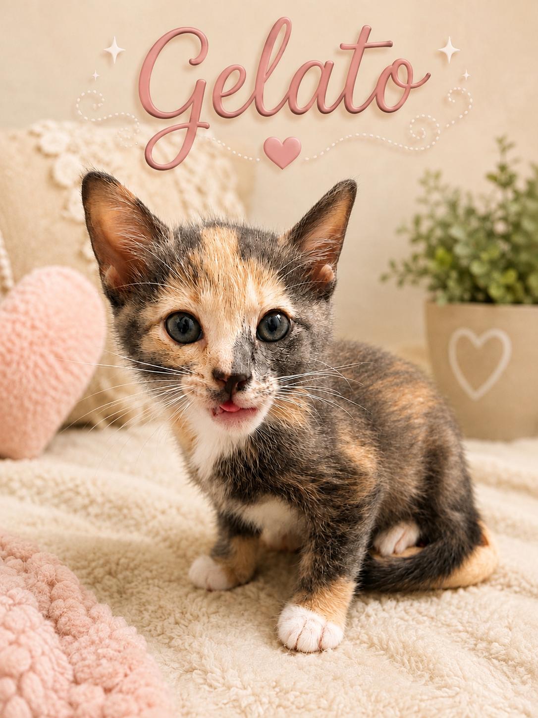 Enlarge Gelato, a Adoptable Dilute Tortoiseshell in Dickinson, TX image 1/1