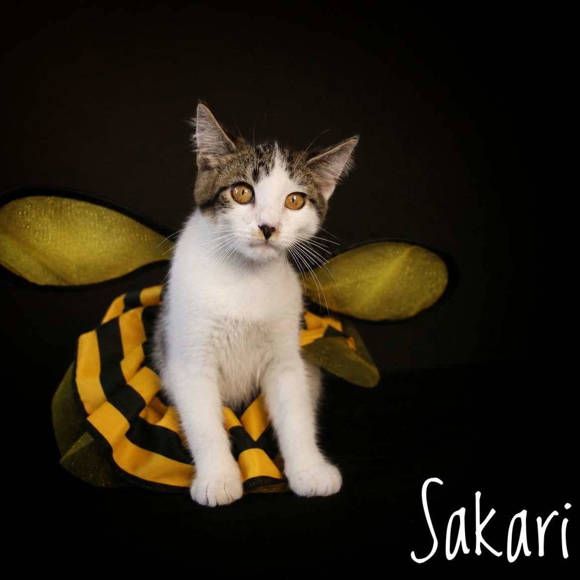 Enlarge Sakari, a Adoptable Domestic Medium Hair in Menasha, WI image 2/2