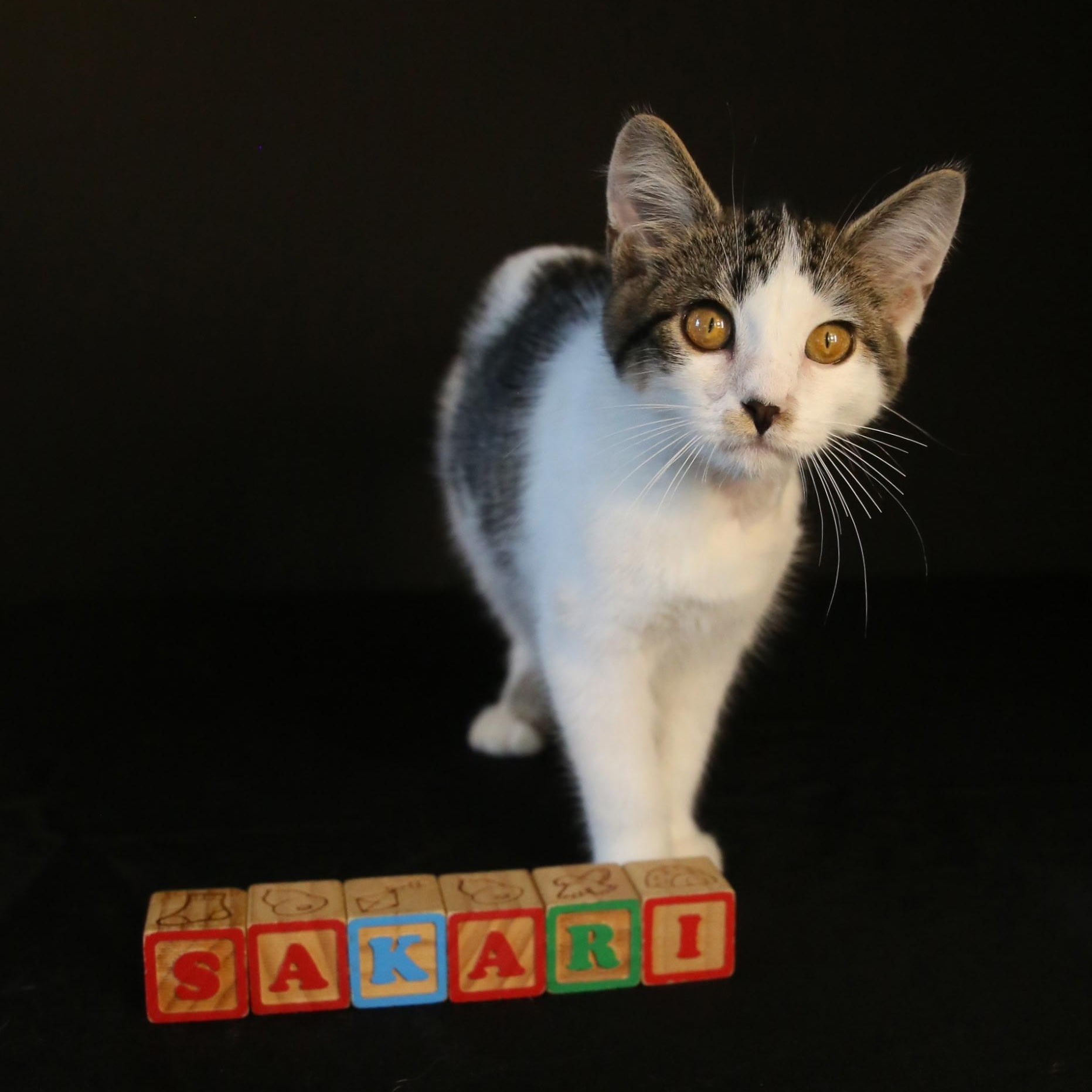 Sakari, Adoptable, Kitten Female Domestic Medium Hair.