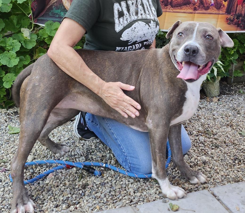 Xena needs a foster home , Adoptable, Young Female Pit Bull Terrier.