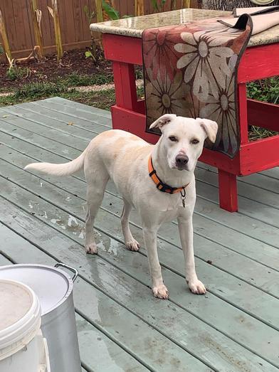 Sailor — thumbnail 3