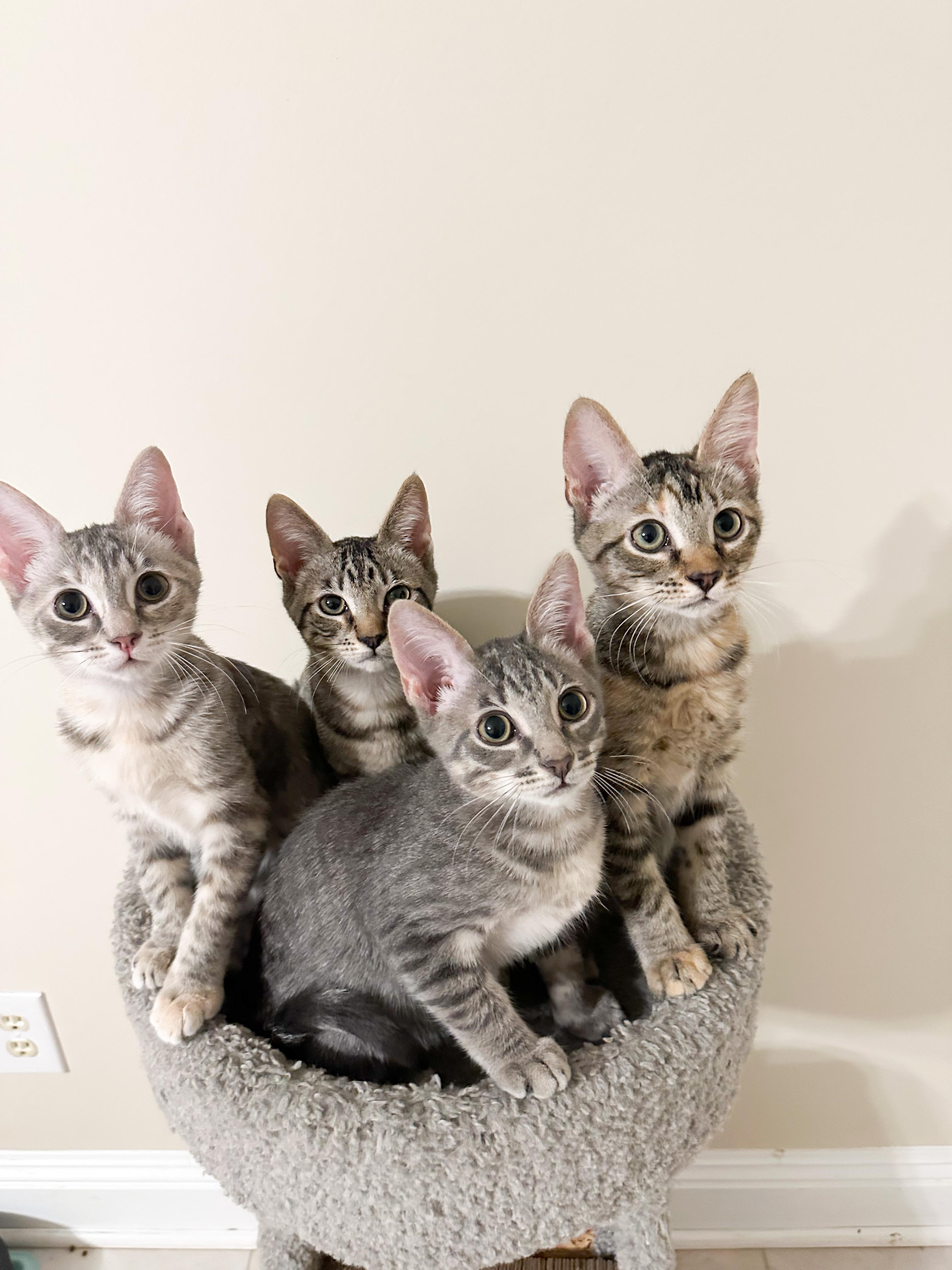 Betty, Adoptable, Young Female Domestic Short Hair.