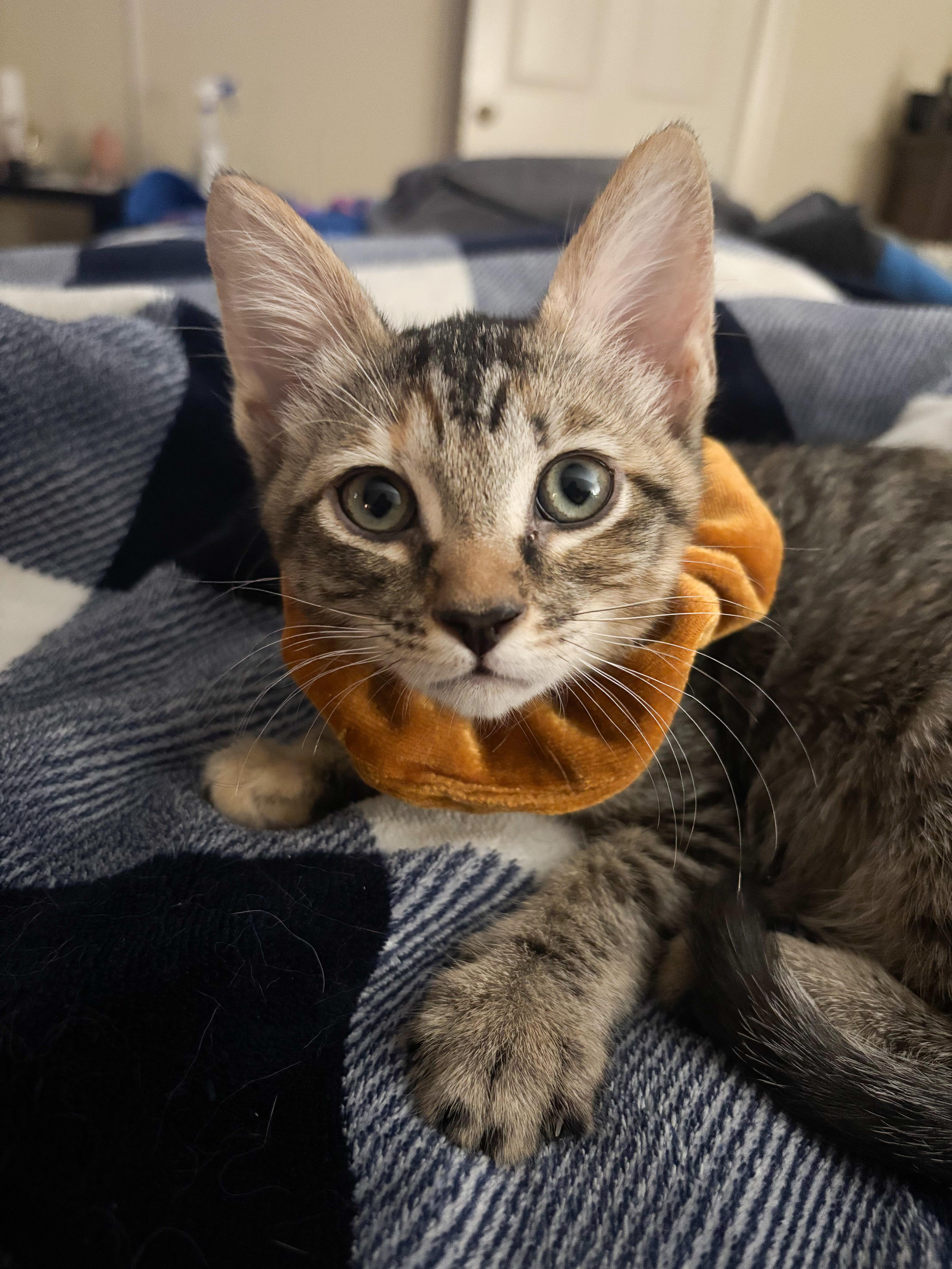 Betty, a Adoptable Domestic Short Hair in Shreveport, LA image 3/3