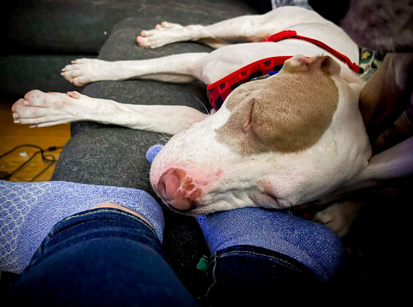 Walter, Adoptable, Adult Male Pit Bull Terrier.