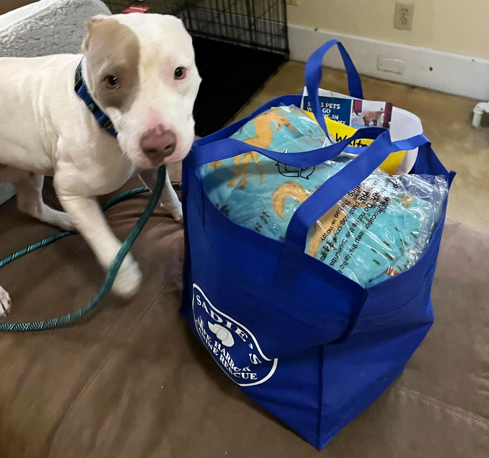 Enlarge Walter, a Adoptable Pit Bull Terrier in Springville, NY image 2/3