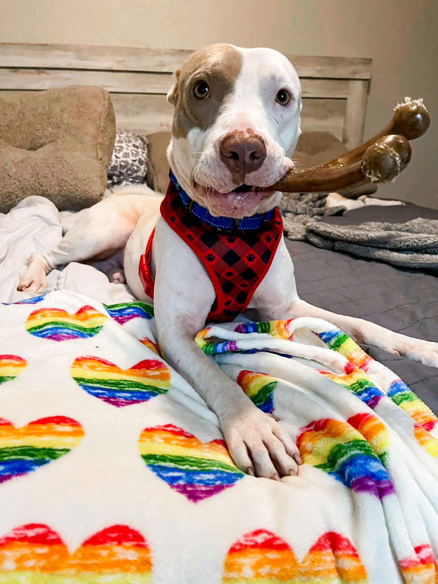 Enlarge Walter, a Adoptable Pit Bull Terrier in Springville, NY image 3/3