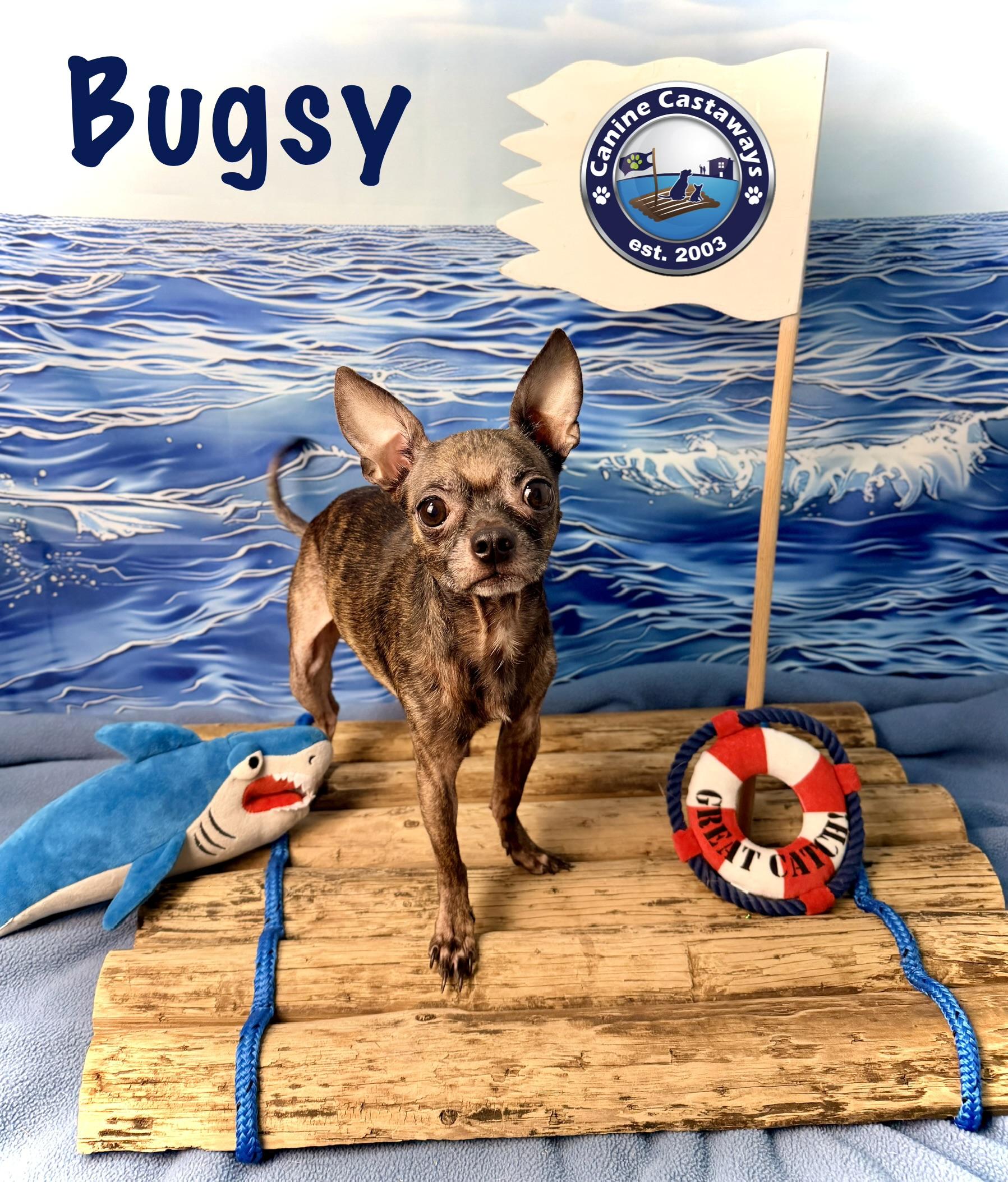 Enlarge Bugsy, a Adoptable mixed breed in Arcadia, FL image 1/5
