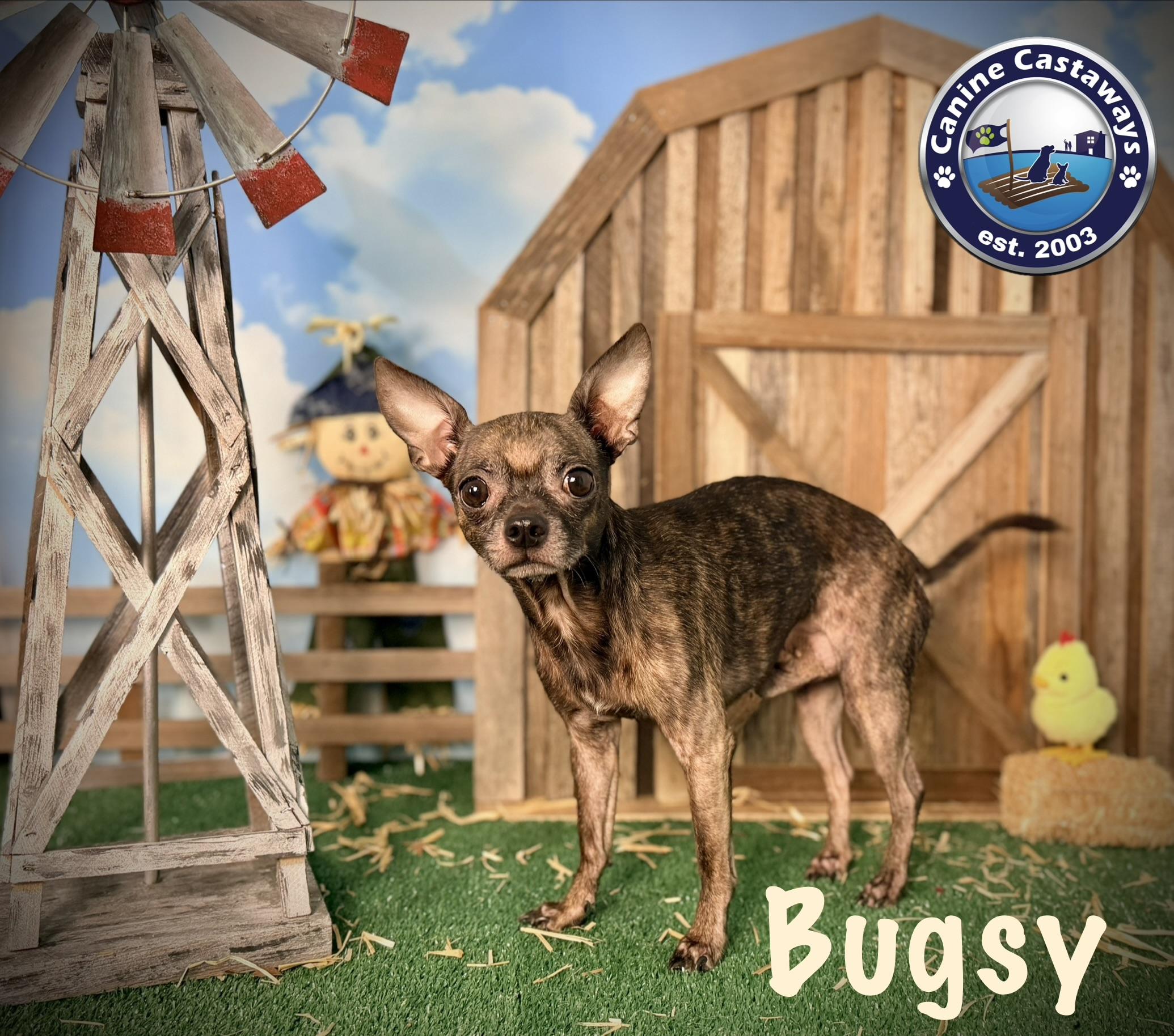 Enlarge Bugsy, a Adoptable mixed breed in Arcadia, FL image 4/5