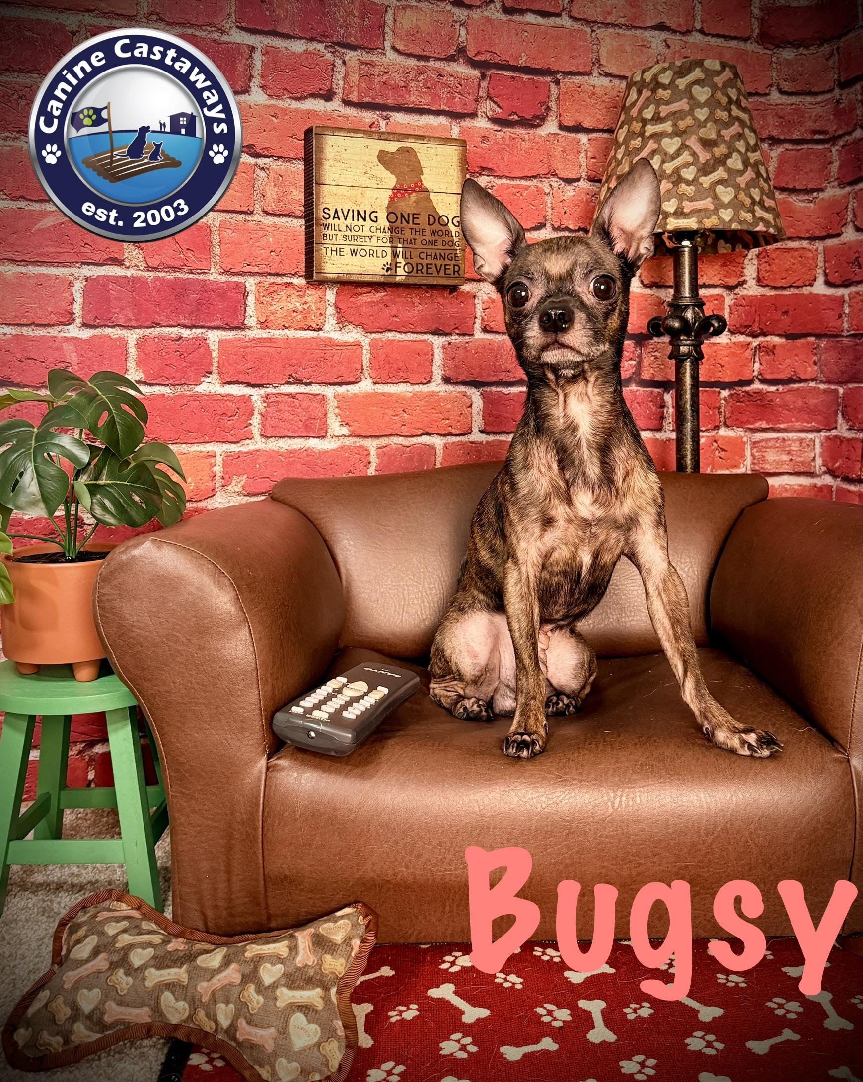 Enlarge Bugsy, a Adoptable mixed breed in Arcadia, FL image 2/5