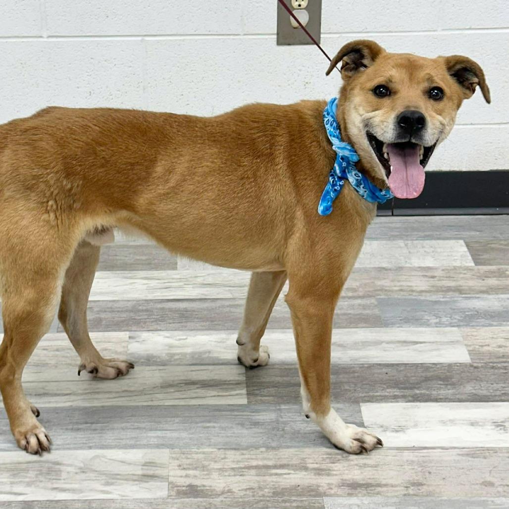 Achilles, Adoptable, Adult Male Mixed Breed.
