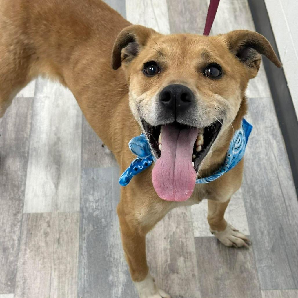 Enlarge Achilles, a Adoptable Mixed Breed in Lufkin, TX image 2/4