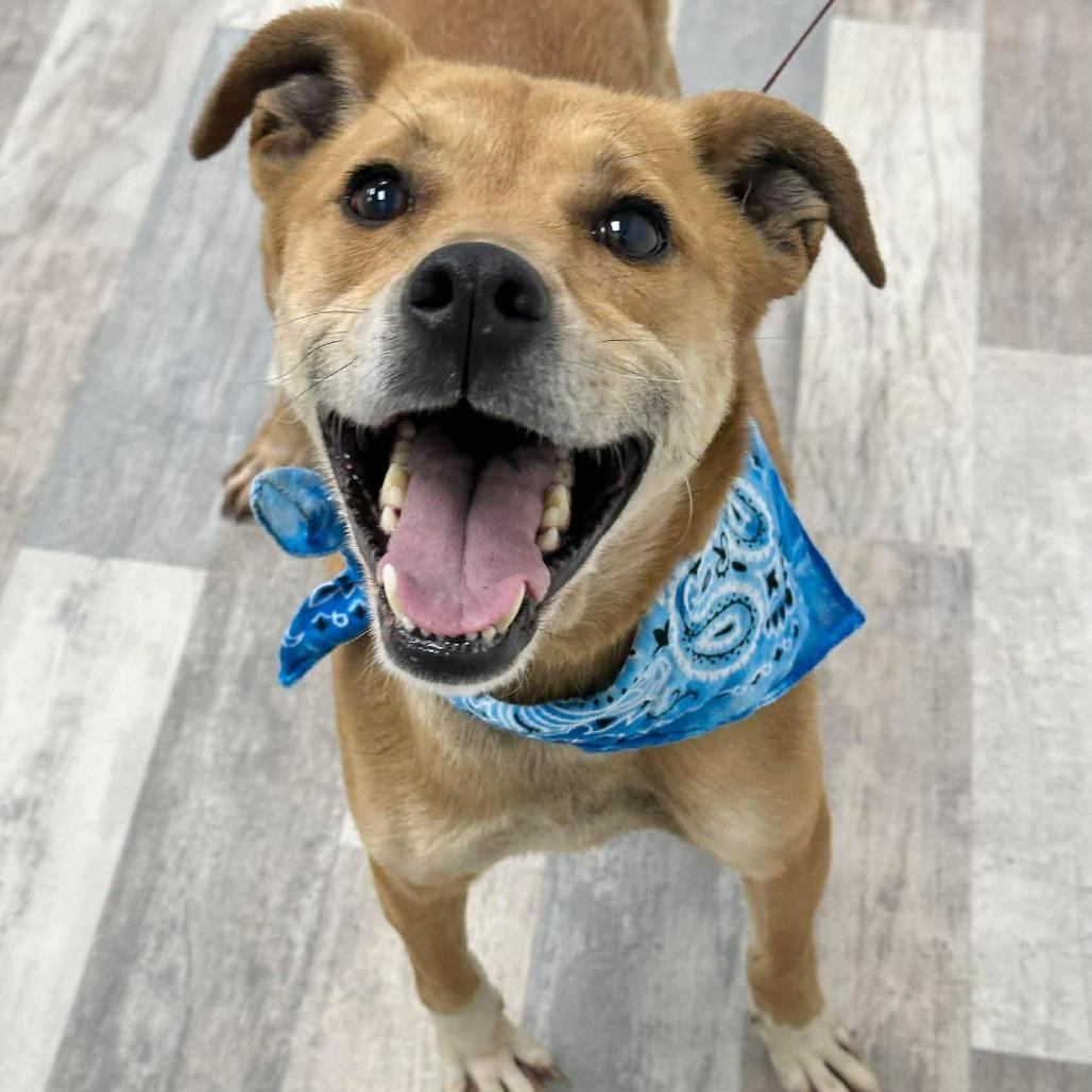 Enlarge Achilles, a Adoptable Mixed Breed in Lufkin, TX image 3/4