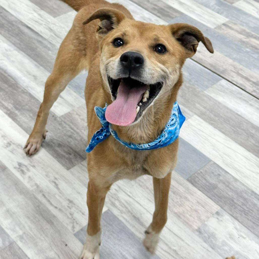 Enlarge Achilles, a Adoptable Mixed Breed in Lufkin, TX image 4/4