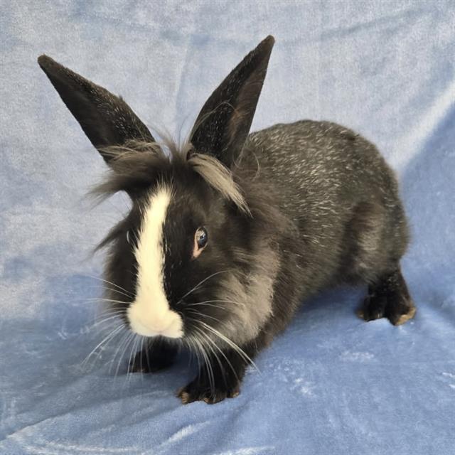 DAPHNE, Adoptable, Young Female Bunny Rabbit.