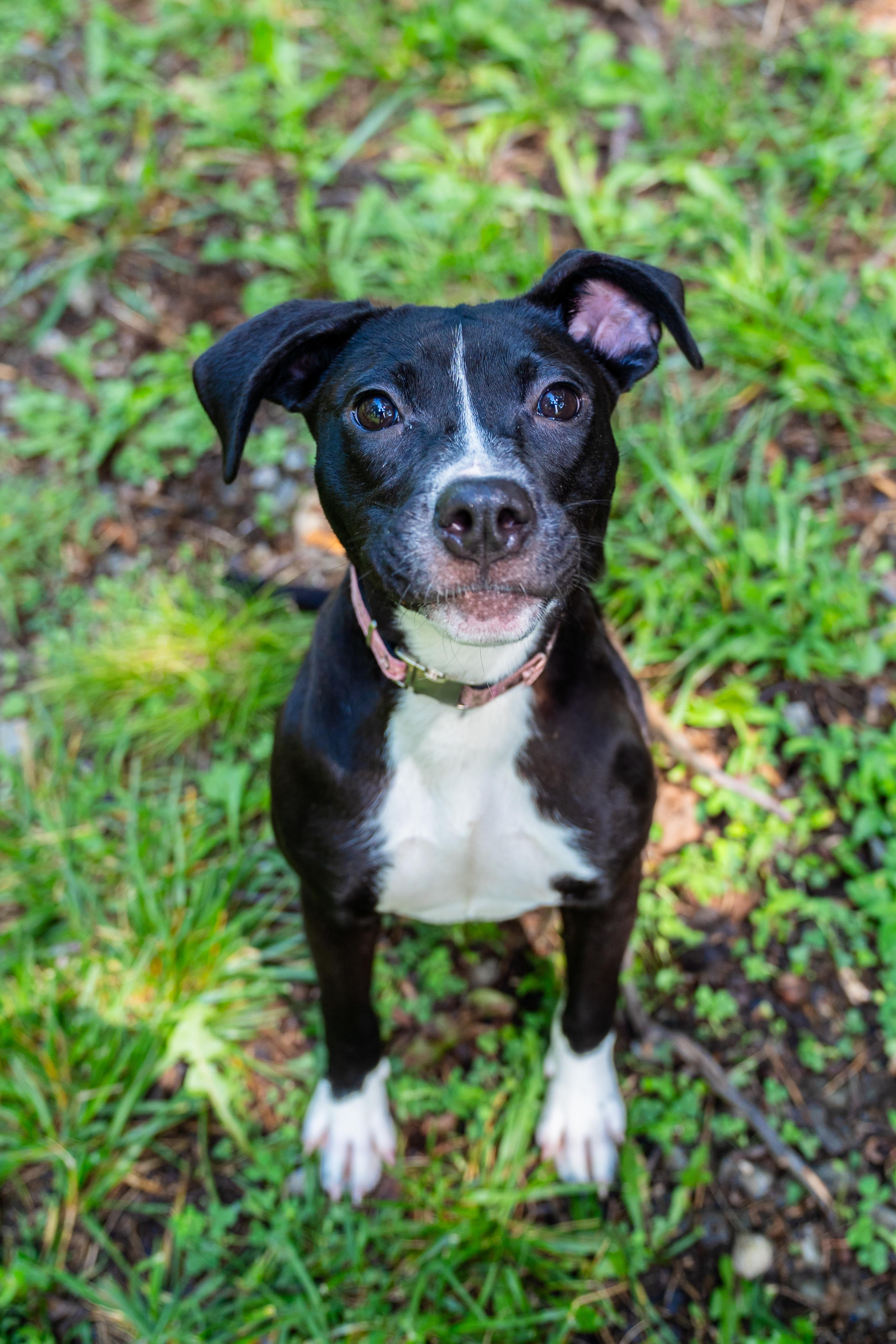Sunny, a Adoptable mixed breed in Dellslow, WV image 1/6