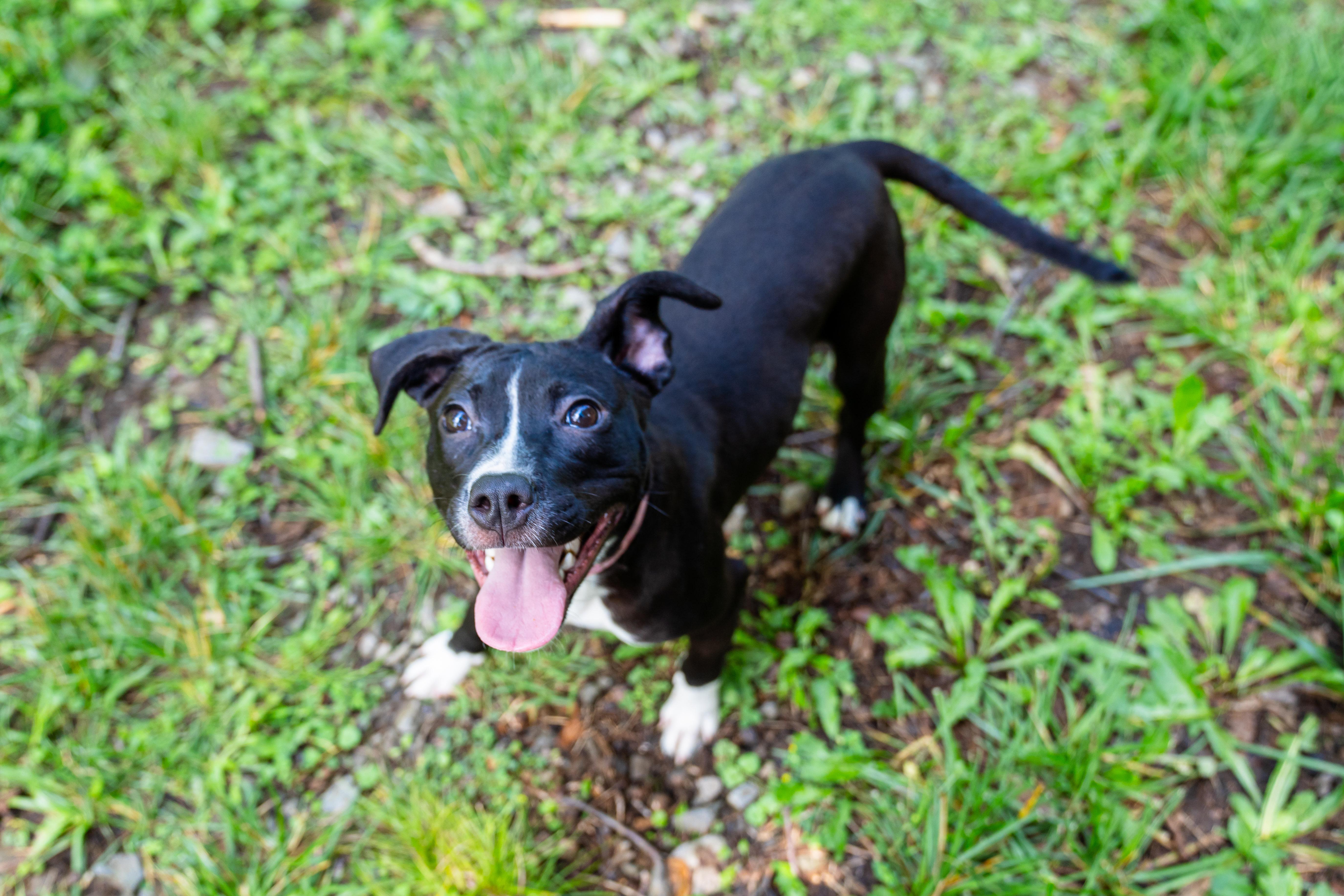 Sunny, a Adoptable mixed breed in Dellslow, WV image 2/6