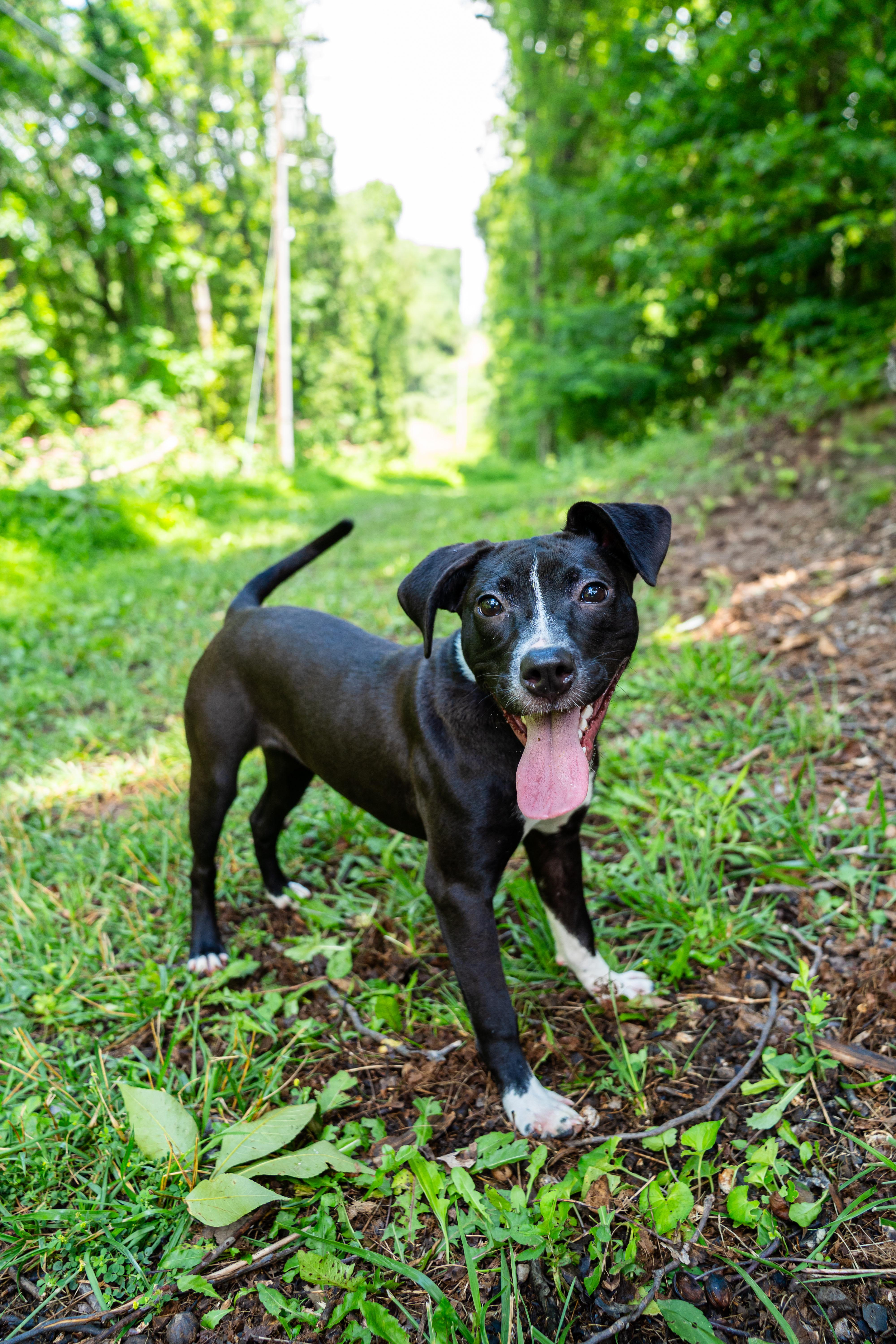 Sunny, a Adoptable mixed breed in Dellslow, WV image 3/6