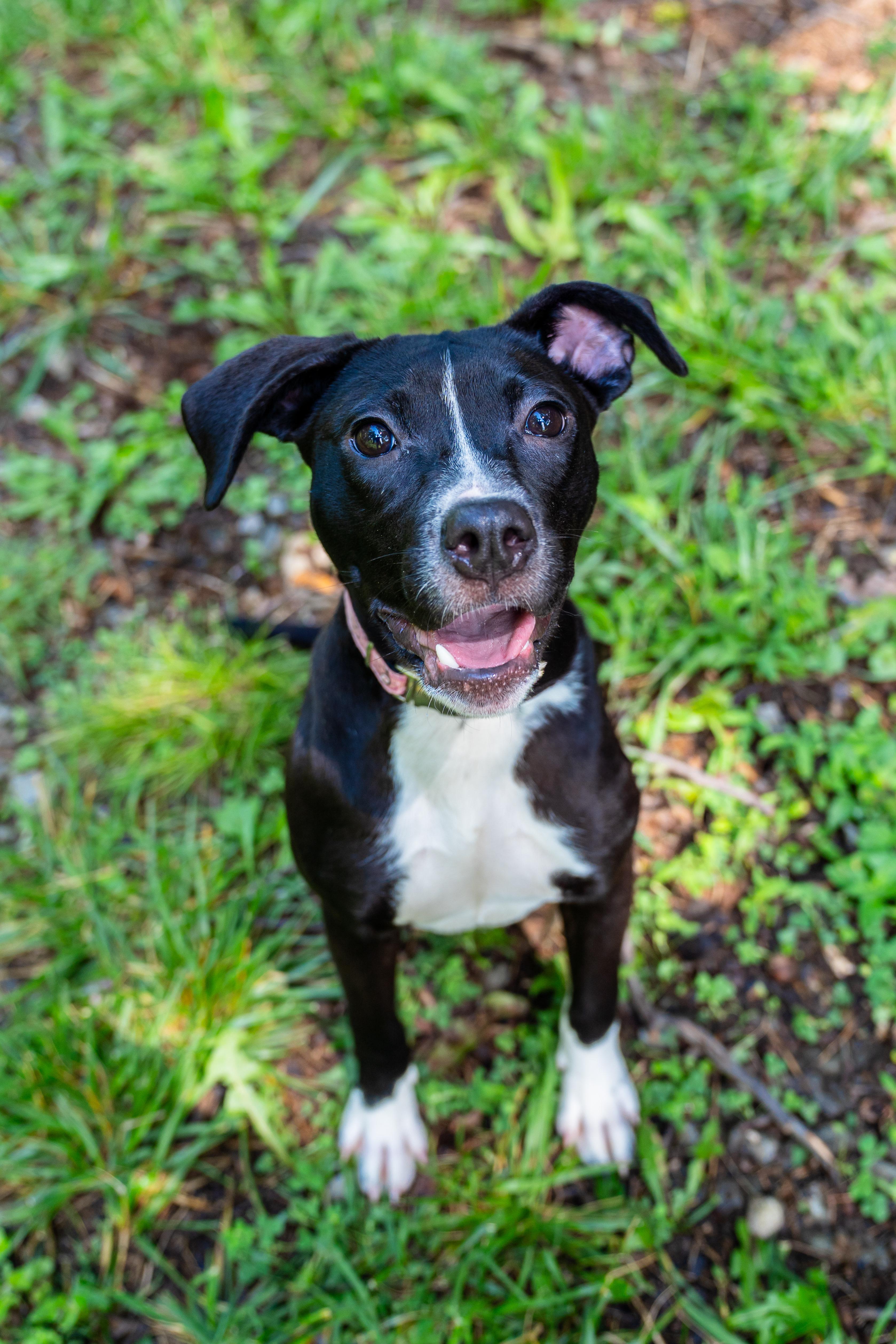 Sunny, a Adoptable mixed breed in Dellslow, WV image 5/6