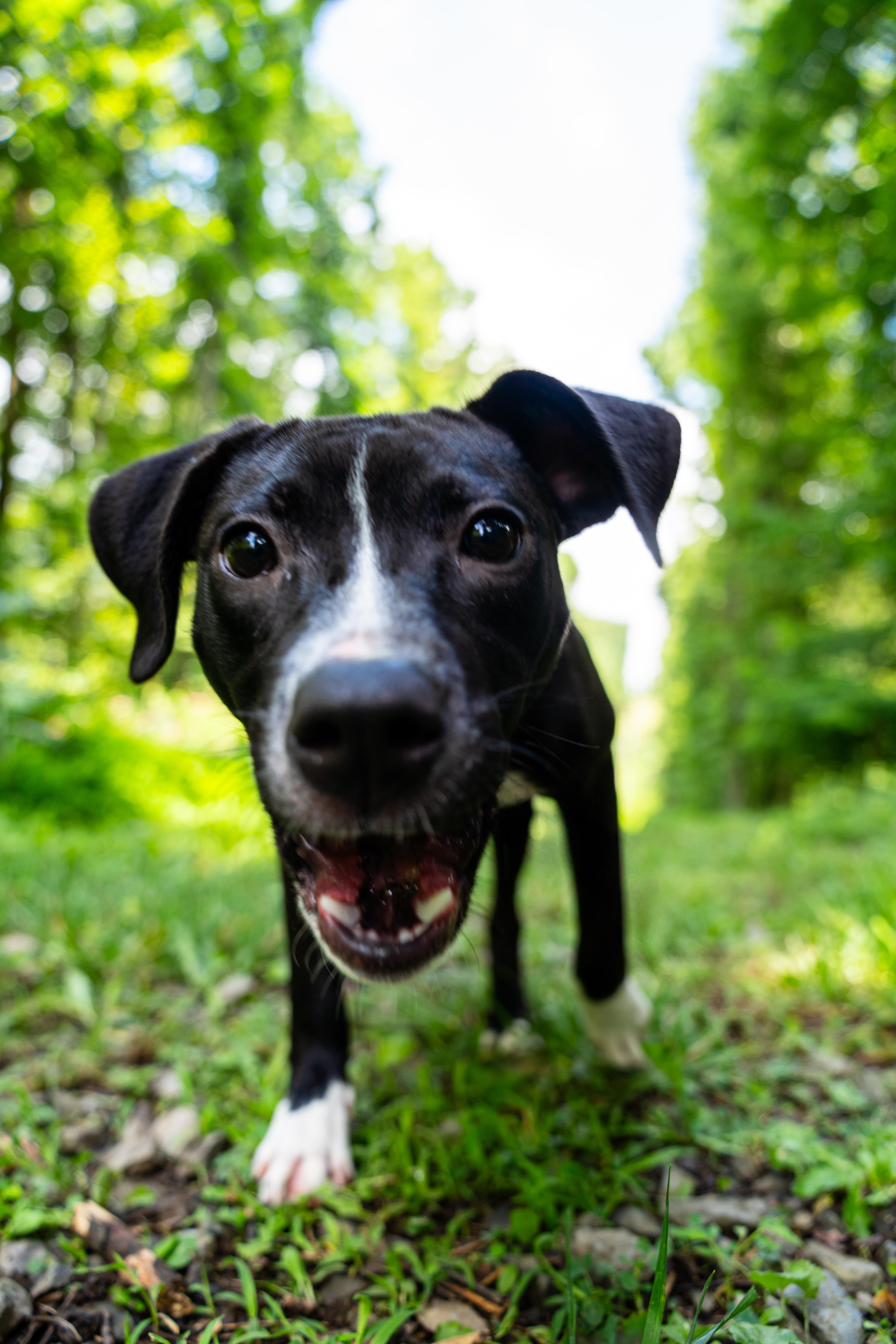 Sunny, a Adoptable mixed breed in Dellslow, WV image 6/6