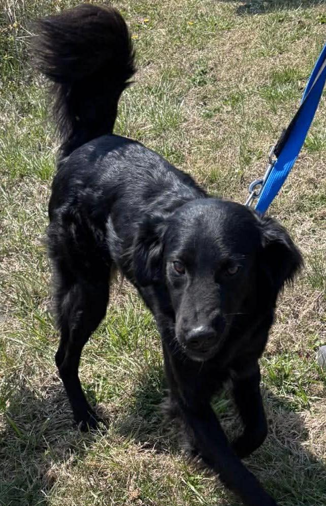 Fritz, Adoptable, Young Male Golden Retriever.